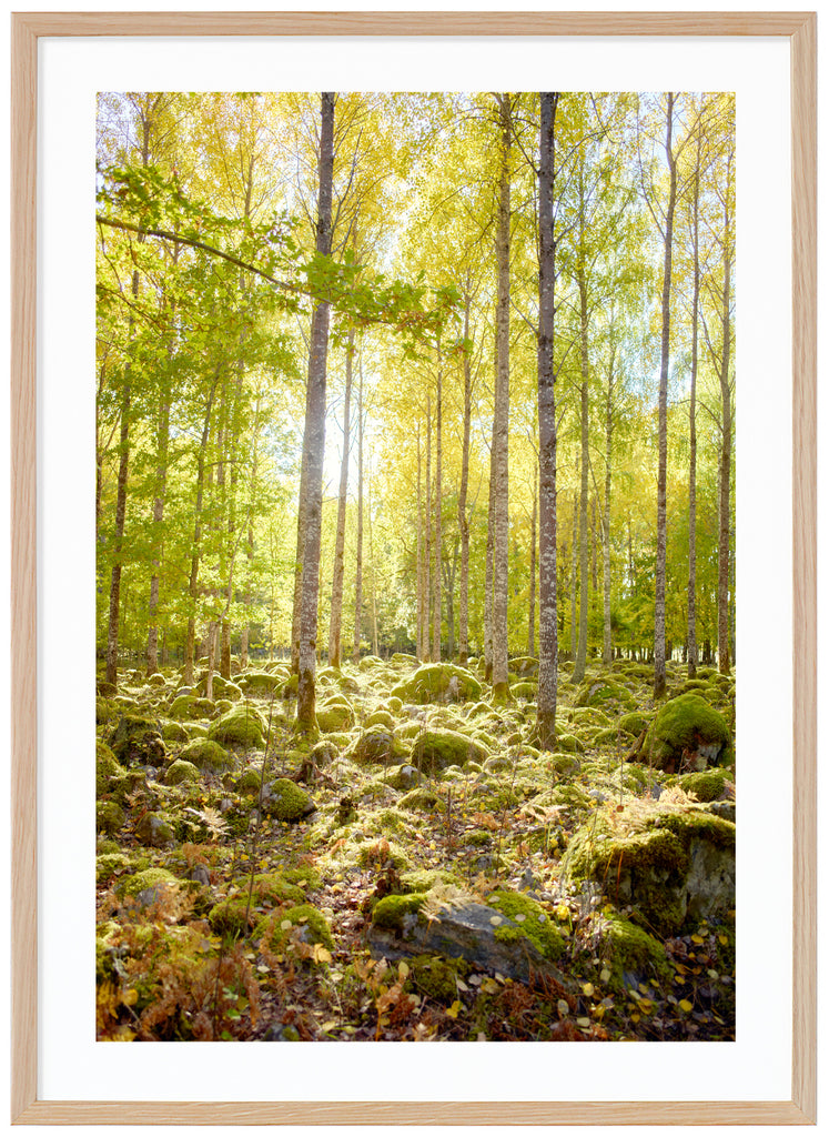 Gysinge Moss