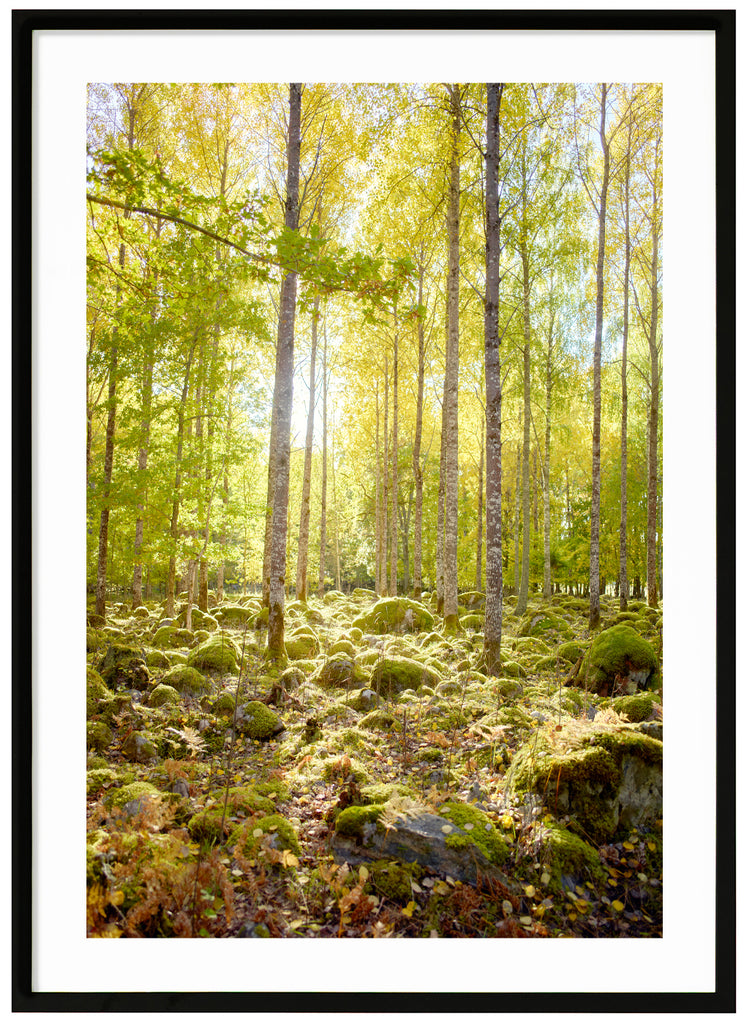 Gysinge Moss