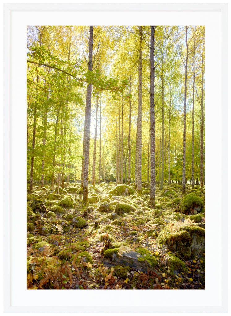 Gysinge Moss