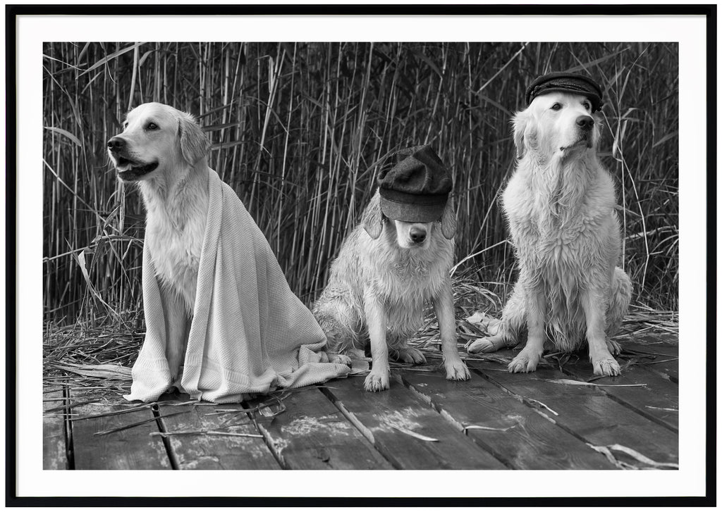 Svart-vit poster av tre sittande hundar med keps på en brygga. Svart ram.