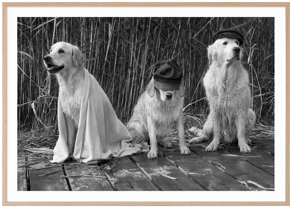 Svart-vit poster av tre sittande hundar med keps på en brygga. Ekram.