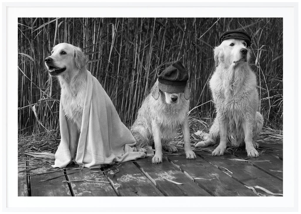 Svart-vit poster av tre sittande hundar med keps på en brygga. Vit ram.