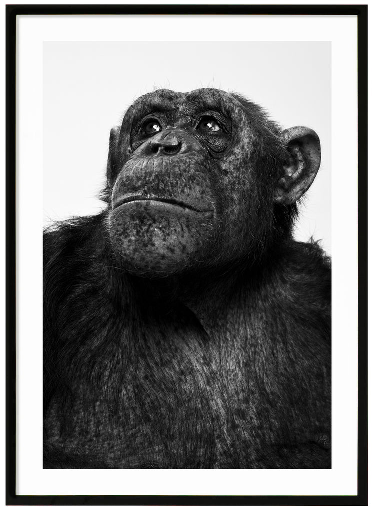Svart-vit poster av schimpans som tittar upp åt sidan. Svart ram.