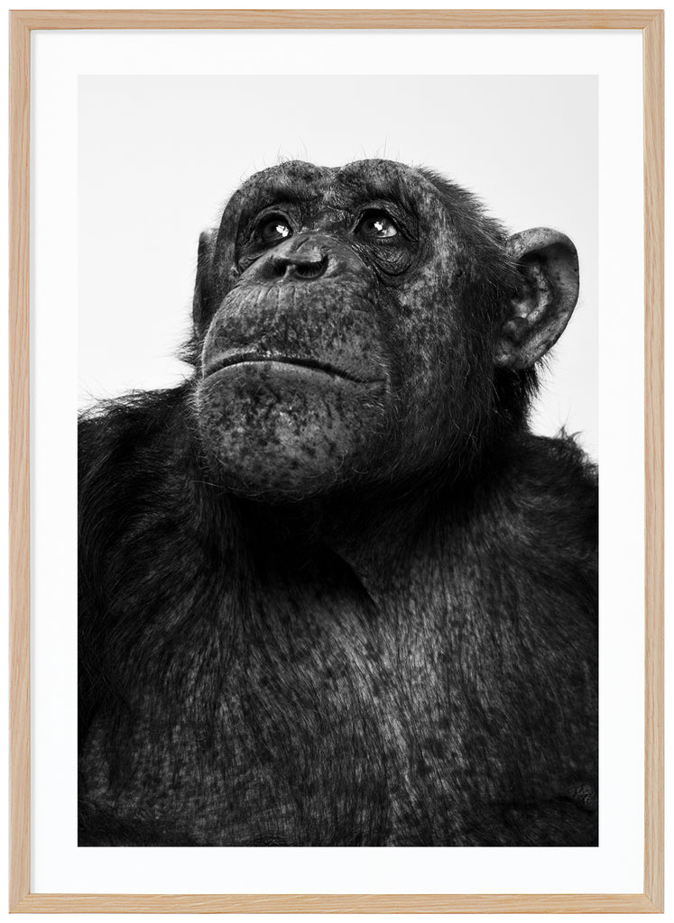 Svart-vit poster av schimpans som tittar upp åt sidan. Ekram.
