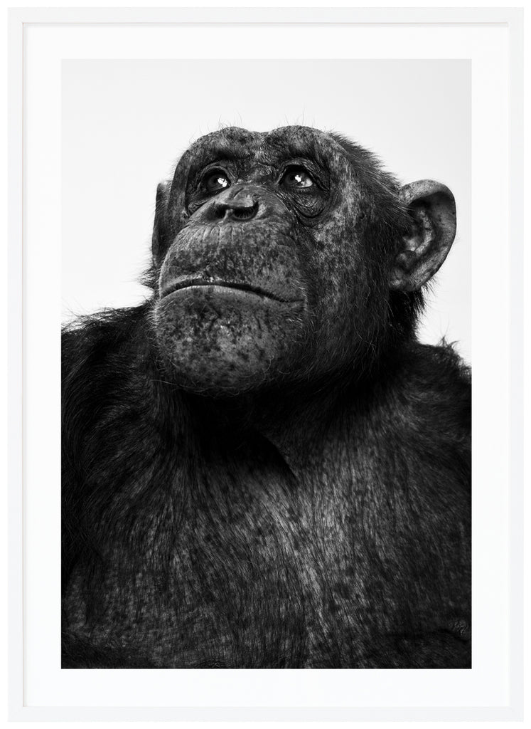 Svart-vit poster av schimpans som tittar upp åt sidan. Vit ram.