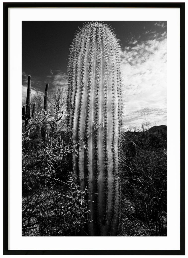  En svart-vit kaktus i öknen utanför Tucson. Svart ram