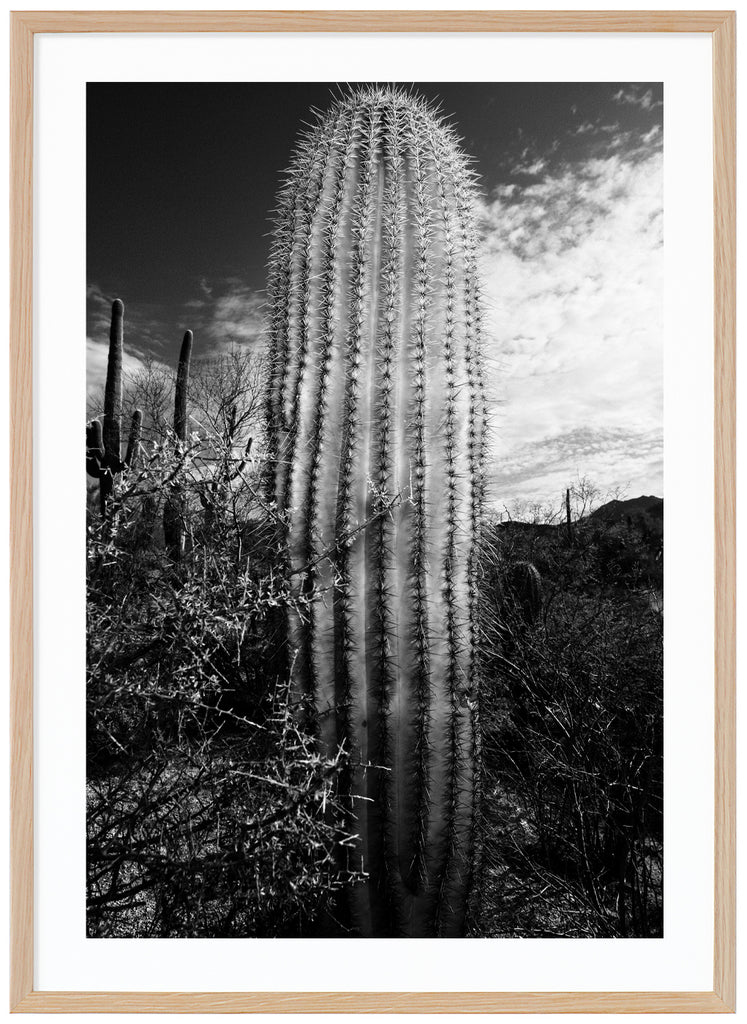  En svart-vit kaktus i öknen utanför Tucson. Ekram