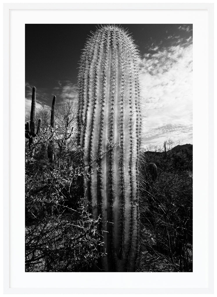  En svart-vit kaktus i öknen utanför Tucson. Vit ram