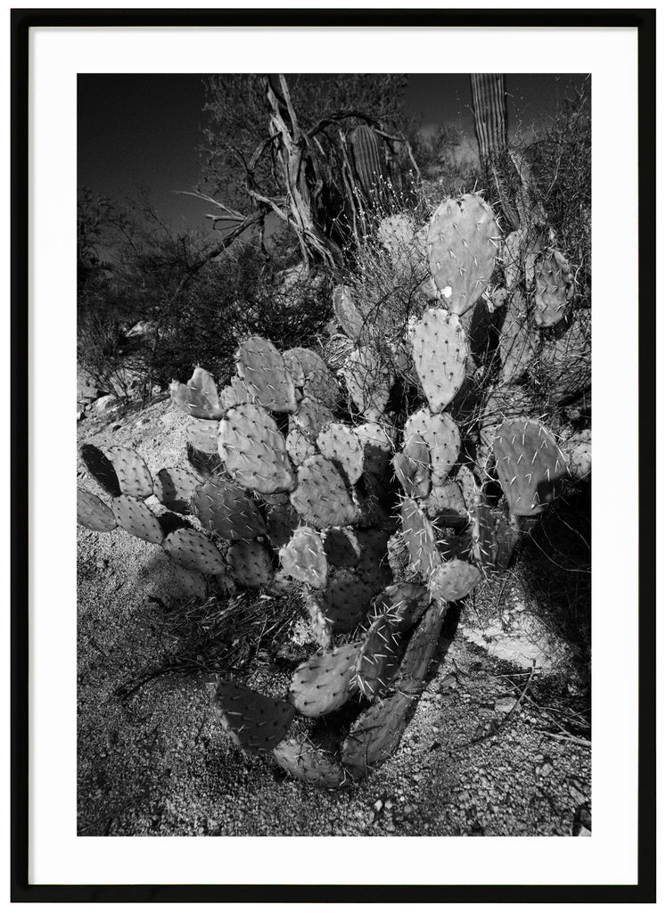 Svart-vitt fotografi av kaktusen Prickley Pear. Svart ram