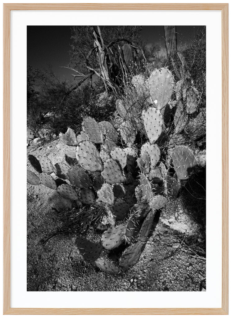 Svart-vitt fotografi av kaktusen Prickley Pear. Ekram