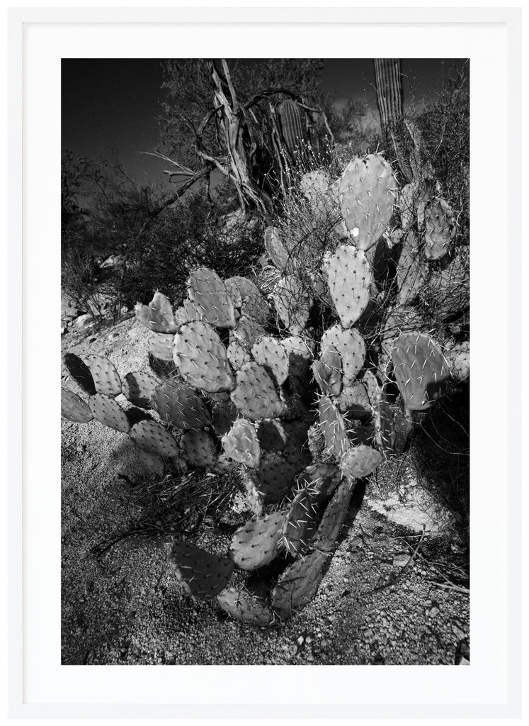 Svart-vitt fotografi av kaktusen Prickley Pear. Vit ram