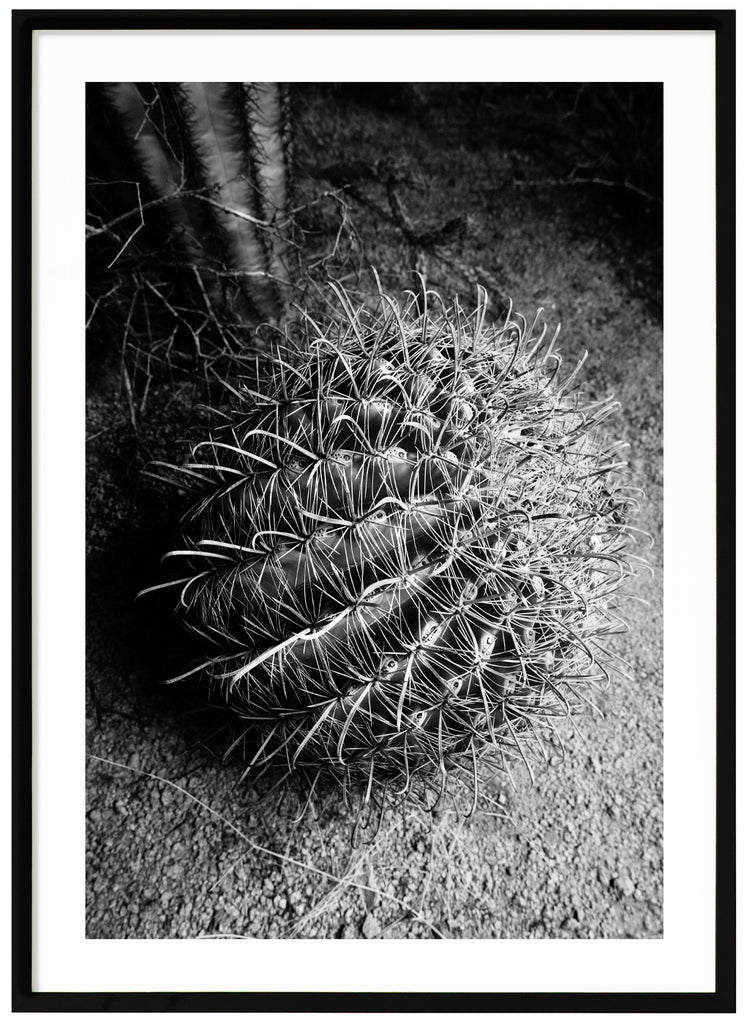 Svartvitt fotografi av en Santa Cruz Beehive-kaktus . Svart ram