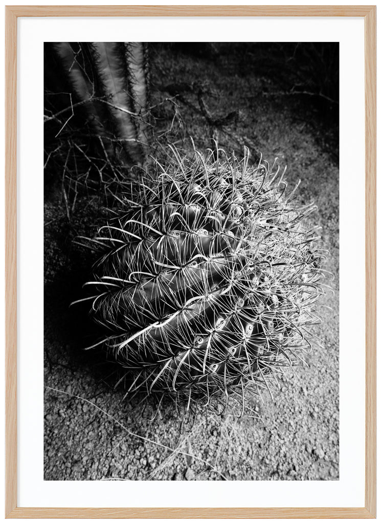 Svartvitt fotografi av en Santa Cruz Beehive-kaktus . Ekram