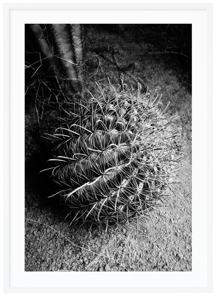 Svartvitt fotografi av en Santa Cruz Beehive-kaktus . Vit ram