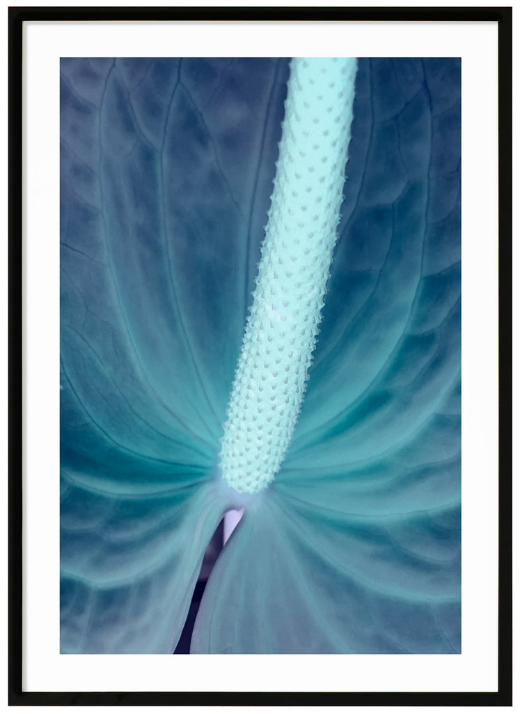 Blue Flamingo
