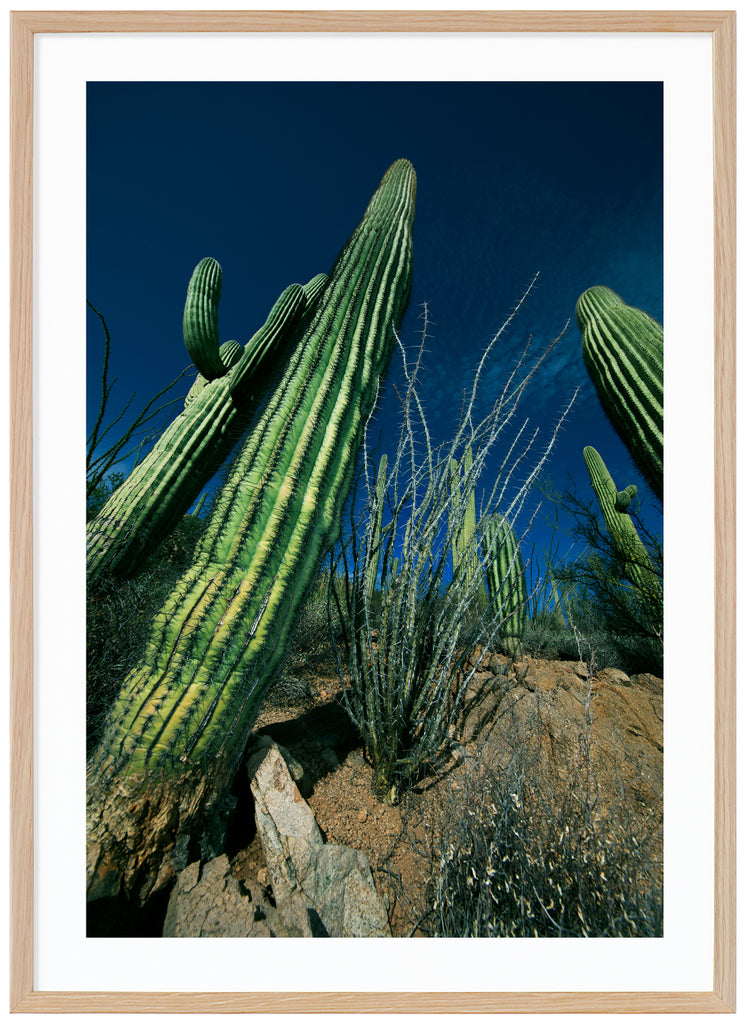 Färgfotografi av den kända Saguaro-kaktusen. Ekram