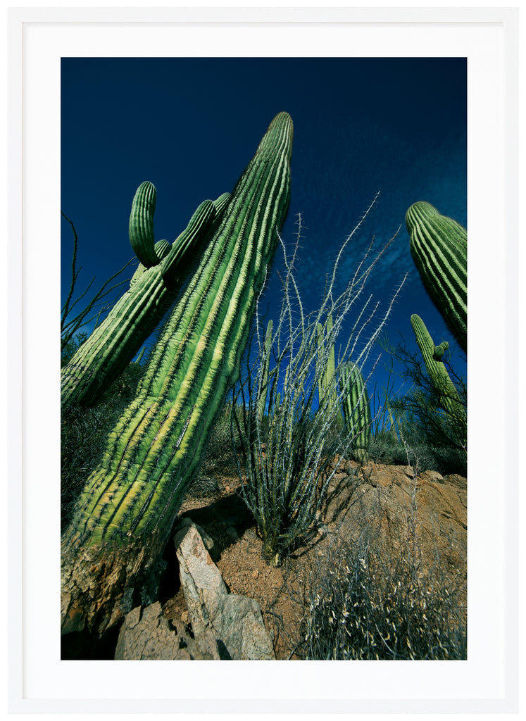 Färgfotografi av den kända Saguaro-kaktusen. Vit ram