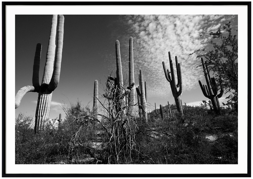 Svart-vitt fotografi av Saguaro-kaktusar i Tucson. Svart ram 