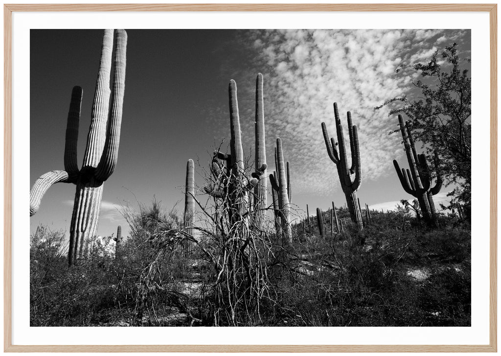 Svart-vitt fotografi av Saguaro-kaktusar i Tucson. Ekram