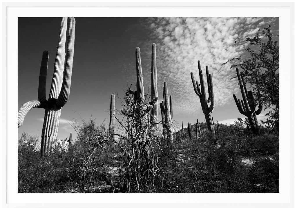 Svart-vitt fotografi av Saguaro-kaktusar i Tucson. Vit ram