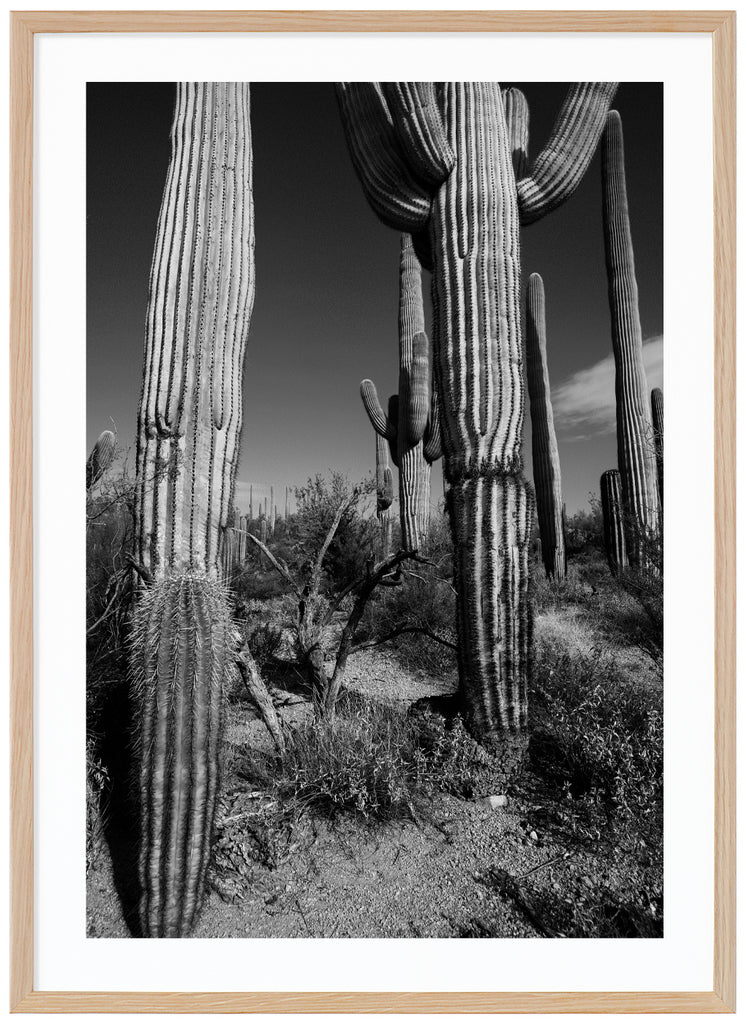 Svart-vitt fotografi av den kända Saguaro-kaktusen. Ekram