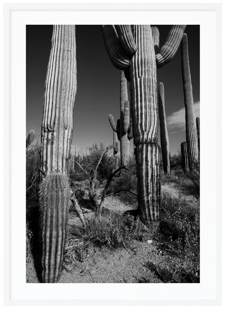 Svart-vitt fotografi av den kända Saguaro-kaktusen. Vit ram