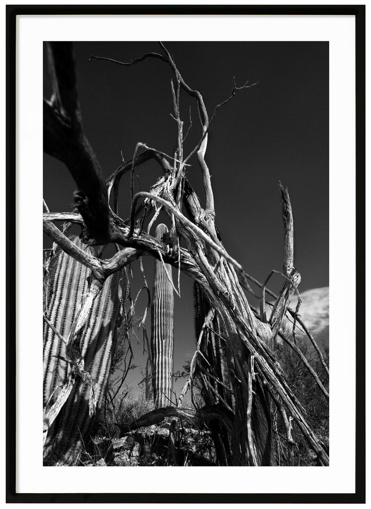 Svart-vitt fotokonst av kaktusar med döda träd i förgrunden. Svart ram.