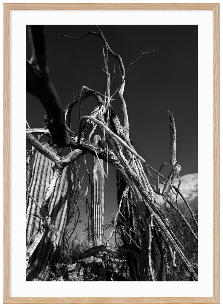 Svart-vitt fotokonst av kaktusar med döda träd i förgrunden. Ekram. 