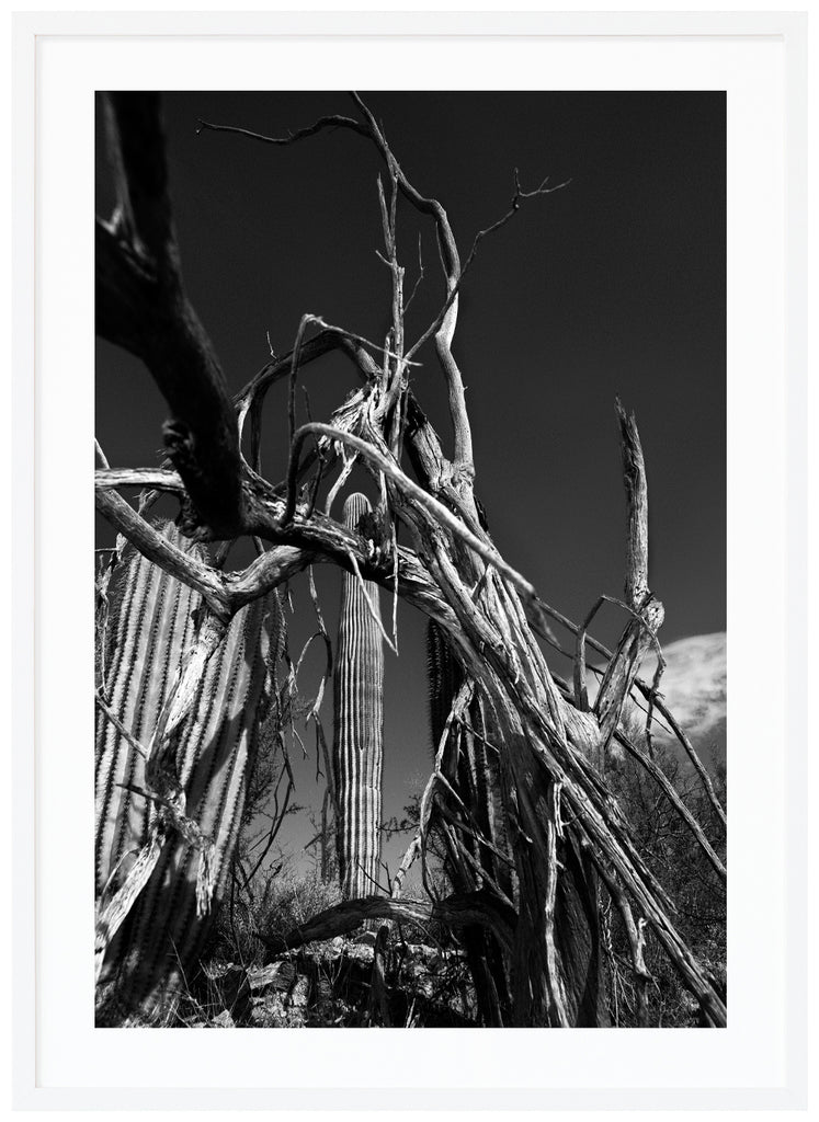 Svart-vitt fotokonst av kaktusar med döda träd i förgrunden. Vit ram. 