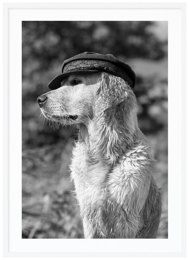 Svart-vit poster. Närbild av hund med hatt som tittar åt sidan. Vit ram.