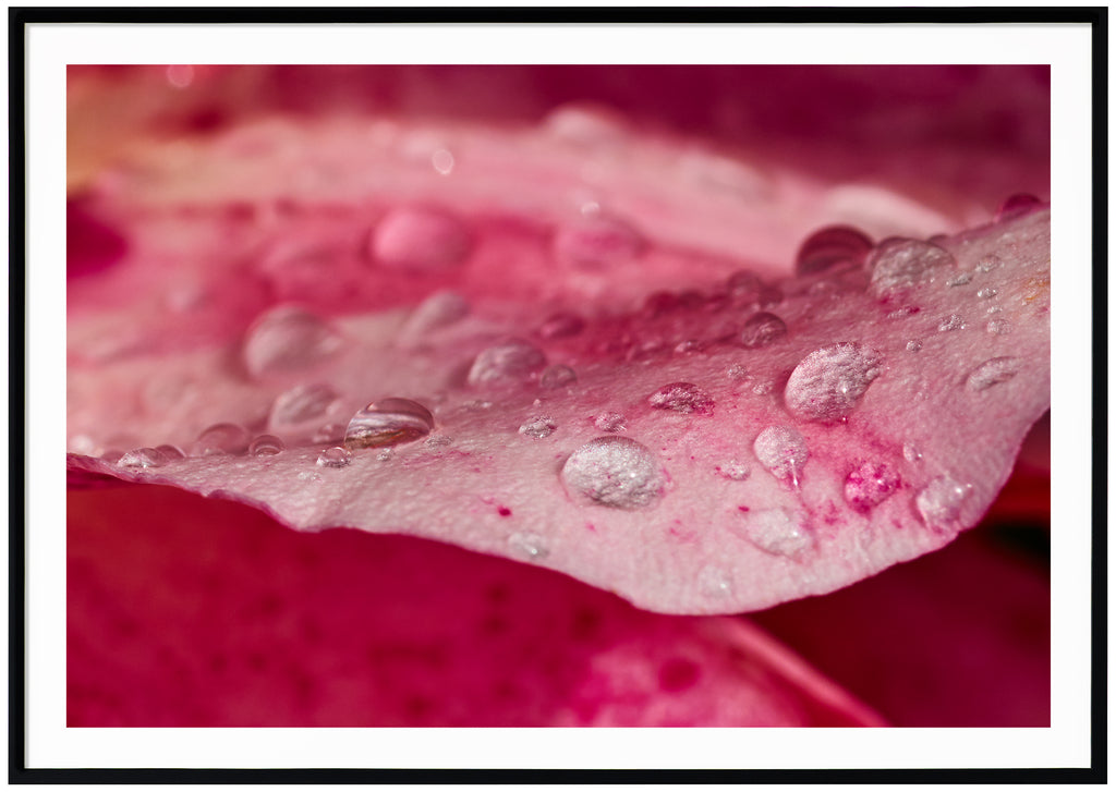 Poster av rosa rosenblad med vattendroppar på. Svart ram.