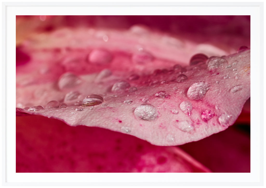 Poster av rosa rosenblad med vattendroppar på. Vit ram.