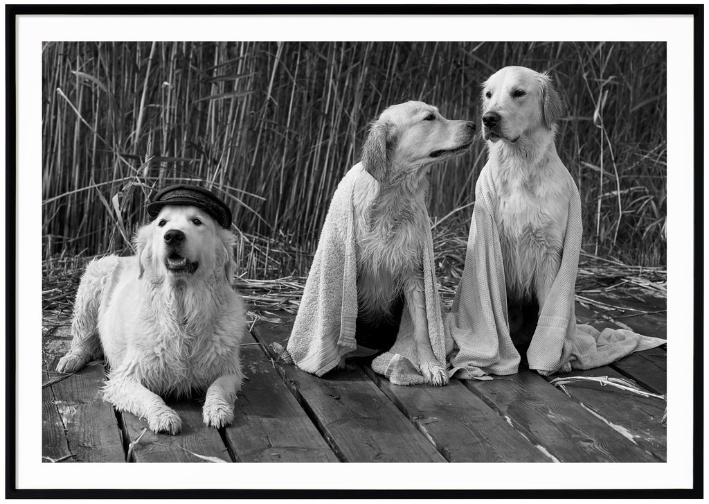 Svart-vit poster av tre blöta vita hundar på brygga med vass i bakgrunden. Liggande format. Svart ram.