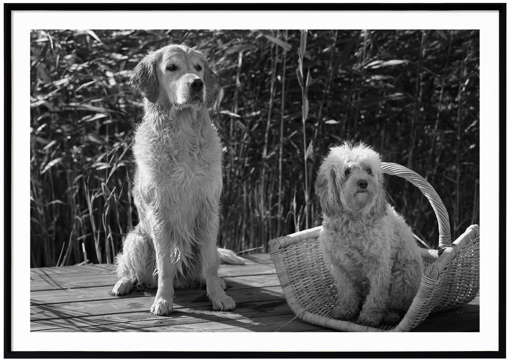 Svart-vit poster av två hundar sittandes på en brygga med vass i bakgrunden. Svart ram.
