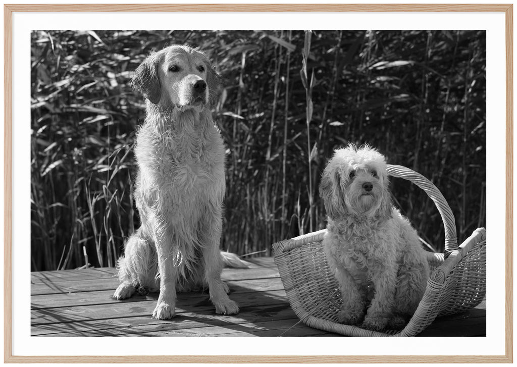 Svart-vit poster av två hundar sittandes på en brygga med vass i bakgrunden. Ekram.