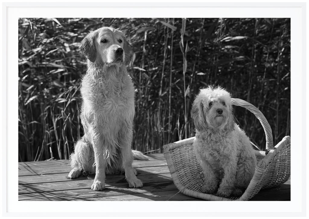 Svart-vit poster av två hundar sittandes på en brygga med vass i bakgrunden. Vit ram.