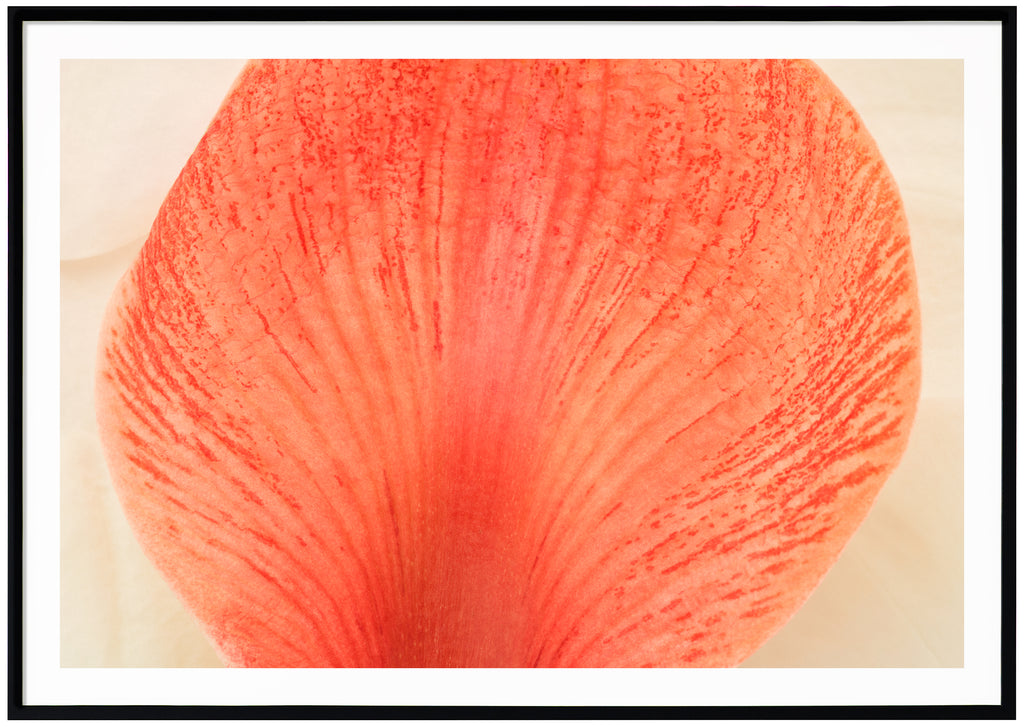 Rosa abstrakt poster av ett blad. Svart ram.