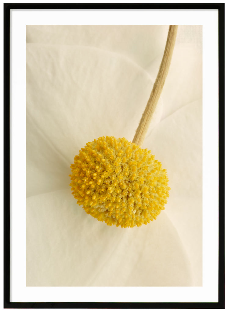 Poster av närbild blomma med färgerna vit, beige och gul. Svart ram.