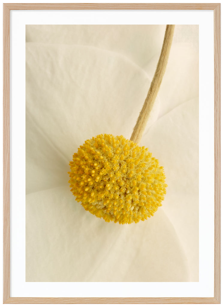 Poster av närbild blomma med färgerna vit, beige och gul. Ekram.