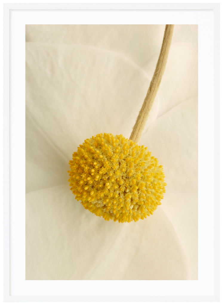 Poster av närbild blomma med färgerna vit, beige och gul.  Vit ram.