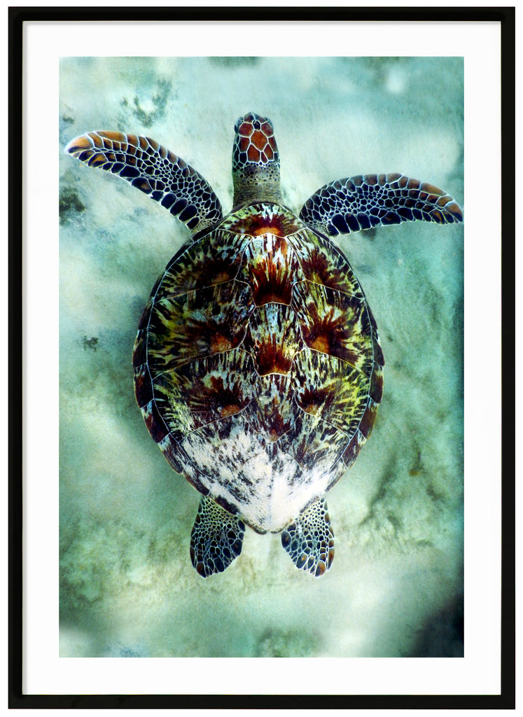 Poster av havssköldpadda i ljust vatten. Svart ram.