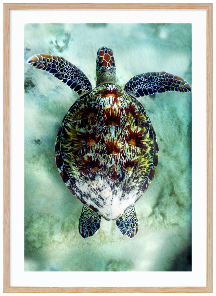 Poster av havssköldpadda i ljust vatten. Ekram.