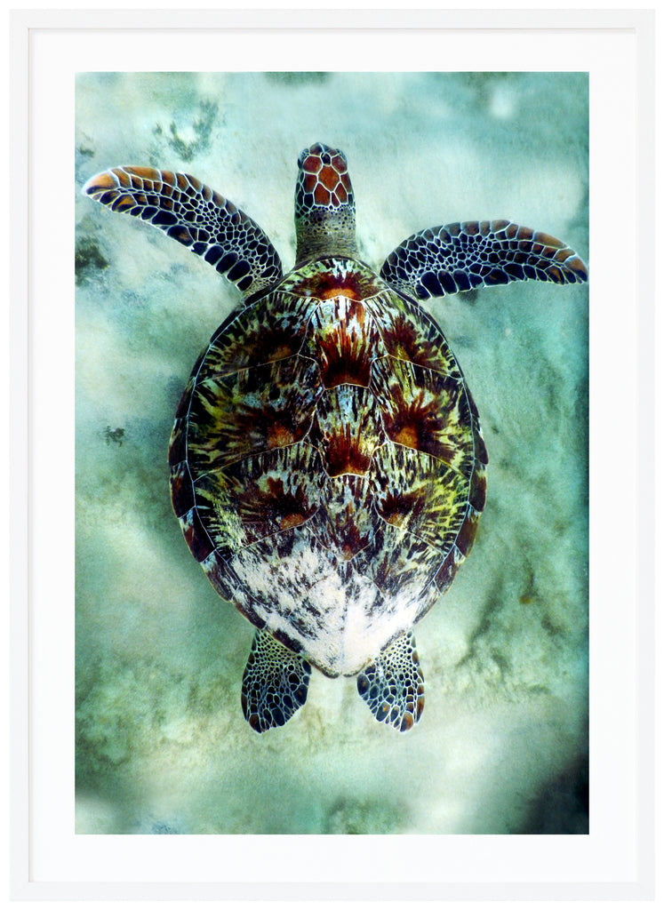 Poster av havssköldpadda i ljust vatten. Vit ram.
