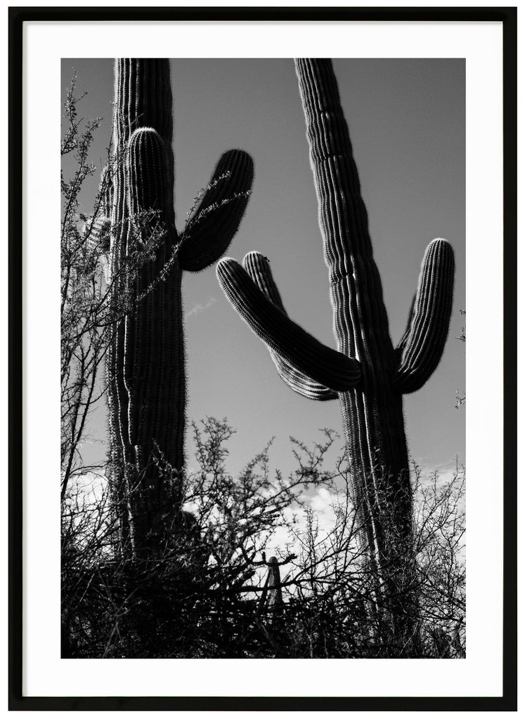 Fotografi av två Saguaro-kaktusar i tucson. Svart ram