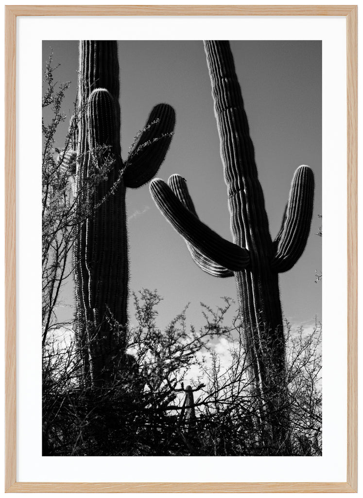Fotografi av två Saguaro-kaktusar i tucson. Ekram