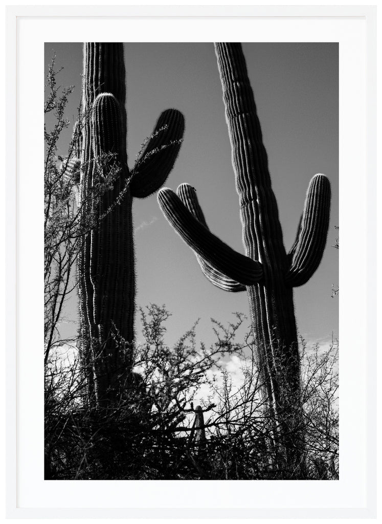 Fotografi av två Saguaro-kaktusar i tucson. Vit ram