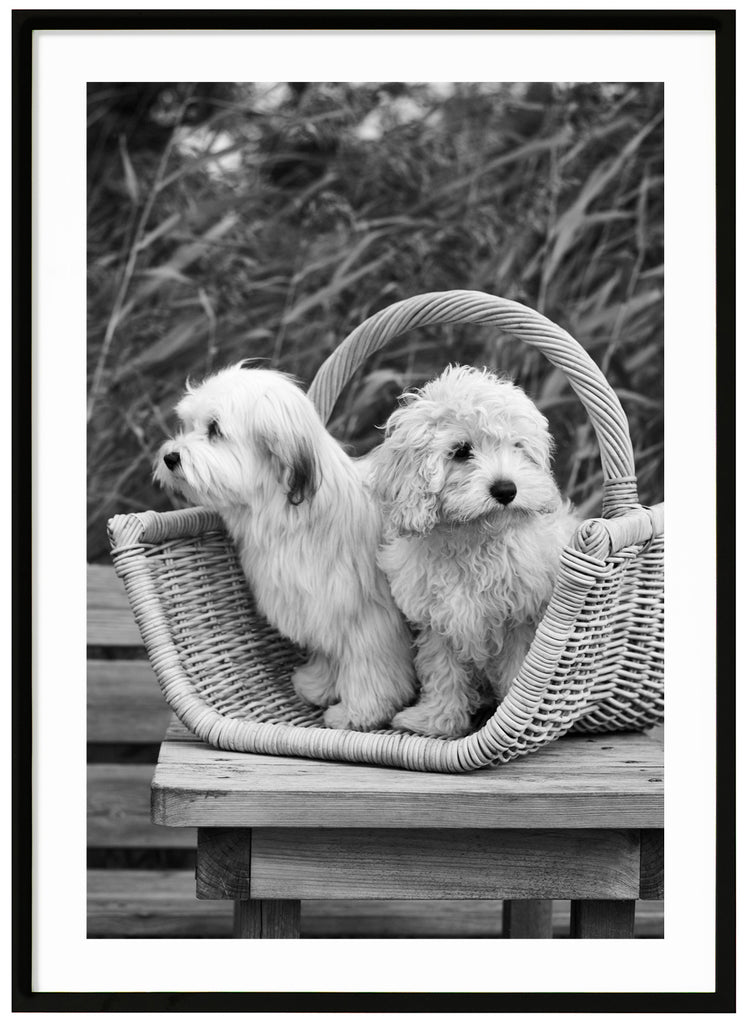 Svart-vit poster av två hundar sittande i träkorg på träbord på brygga. Vass i bakgrunden. Svart ram.