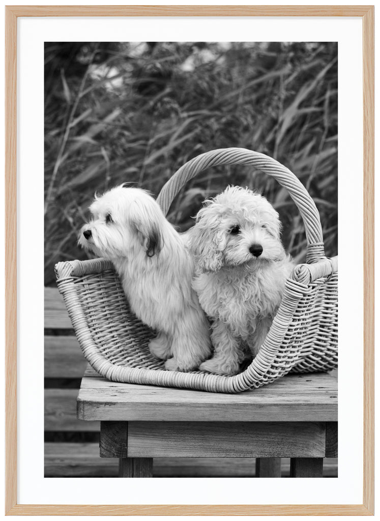 Svart-vit poster av två hundar sittande i träkorg på träbord på brygga. Vass i bakgrunden. Ekram.