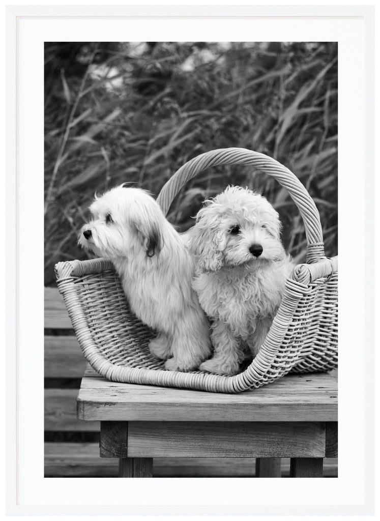 Svart-vit poster av två hundar sittande i träkorg på träbord på brygga. Vass i bakgrunden. Vit ram.