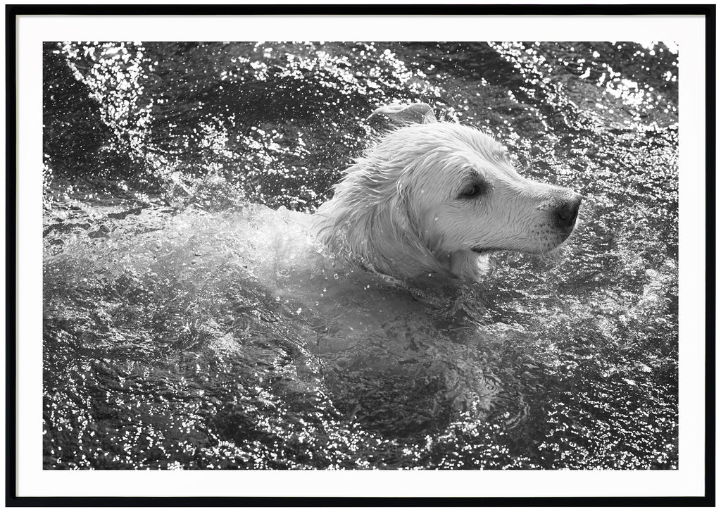 Svart-vit poster av hund som simmar. Liggande format. Svart ram.